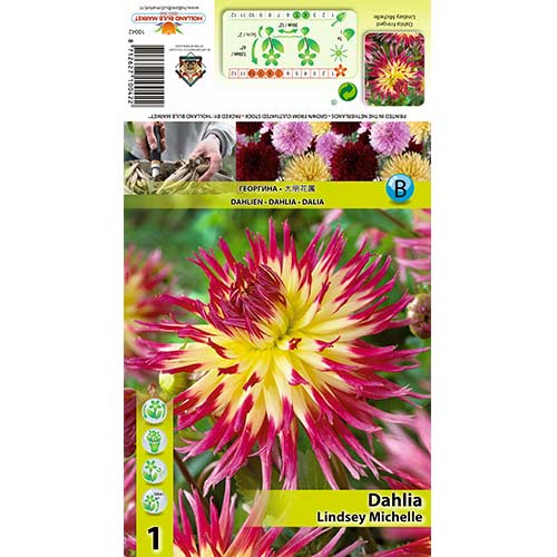 Dalie Lindsay Michelle imagine 1 articol 70378