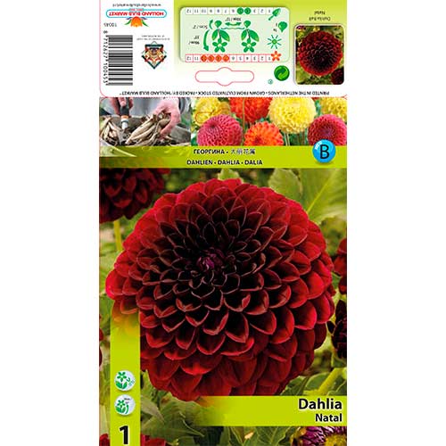 Dalie Natal imagine 1 articol 76568