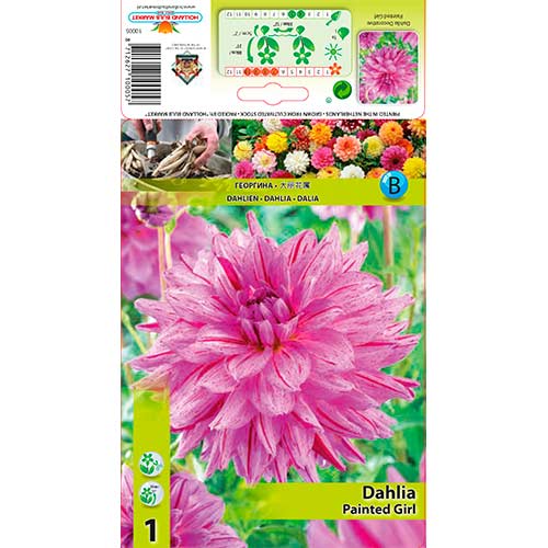 Dalie Painted Girl imagine 1 articol 76574