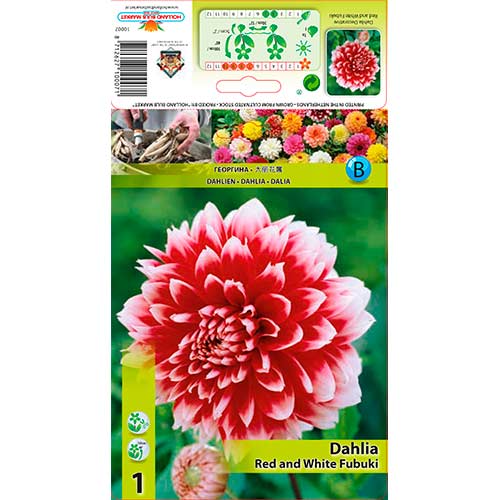 Dalie Red and White Fubuki articol fotografie 1 Dalie Red and White Fubuki imagine 1 articol 76220
