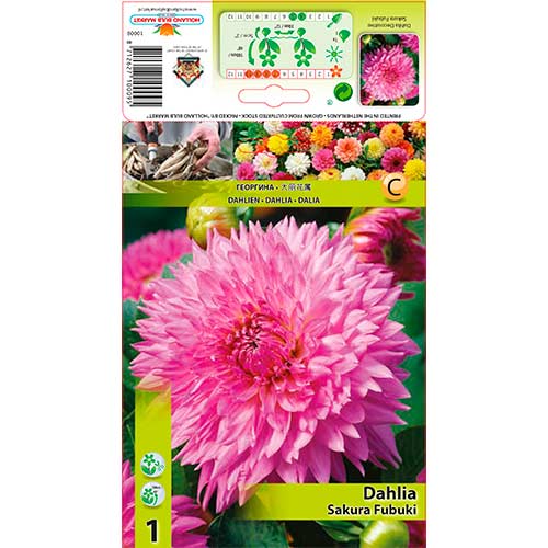 Dalie Sakura Fubuki imagine 1 articol 76221