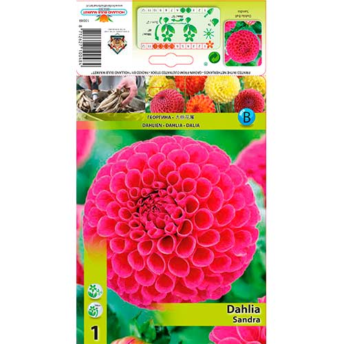 Dalie Sandra imagine 1 articol 76576