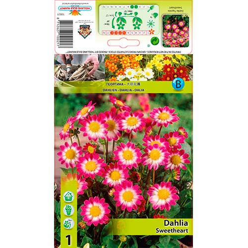 Dalie Sweetheart imagine 1 articol 76577