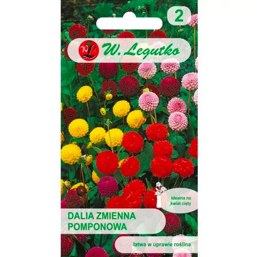 Dalie tip pompon, Mix Legutko articol fotografie 1 Dalie tip pompon, Mix Legutko imagine 1 articol 50091
