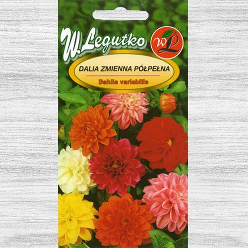 Dalie Unwins, mix multicolor Legutko articol fotografie 1 Dalie Unwins, mix multicolor Legutko imagine 1 articol 78549