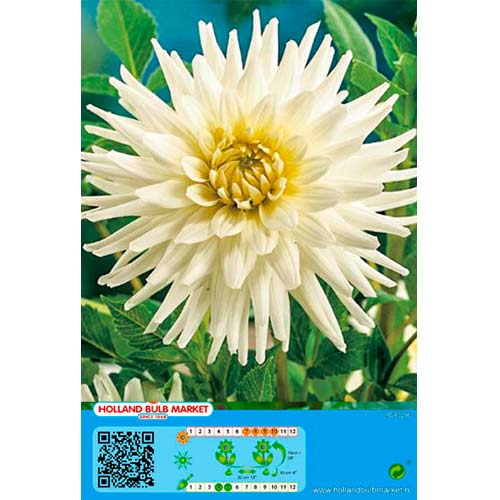 Dalie White Star articol fotografie 1 Dalie White Star imagine 1 articol 76430