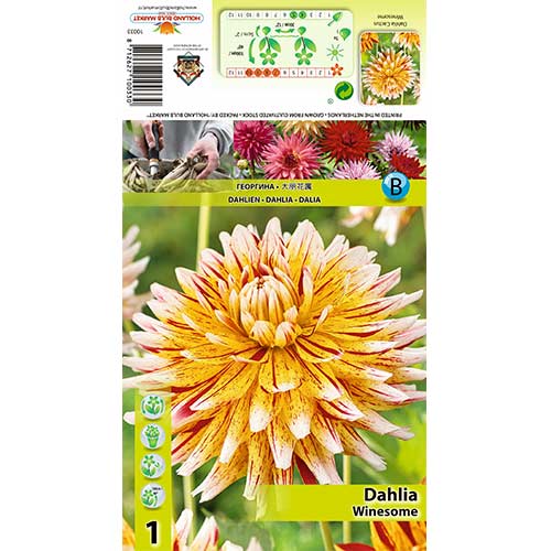 Dalie Winesome articol fotografie 1 Dalie Winesome imagine 1 articol 70481