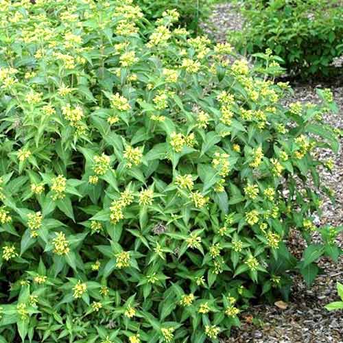 Deutzia Butterfly articol fotografie 1 Deutzia Butterfly imagine 1 articol 4431