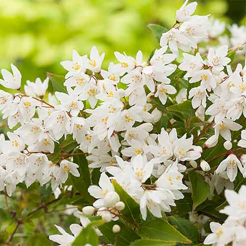 Deutzia Nikko imagine 1 articol 4113