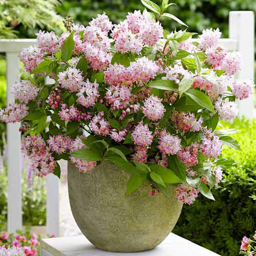 Deutzia Tourbillon Rouge imagine 1 articol 4040