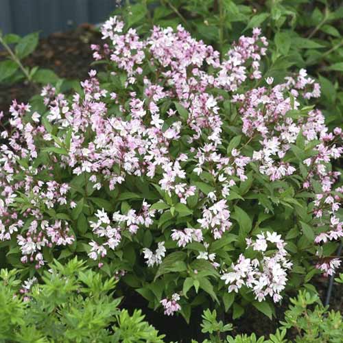 Deutzia Yuki Cherry Blossom ®, C3 imagine 1 articol 8523