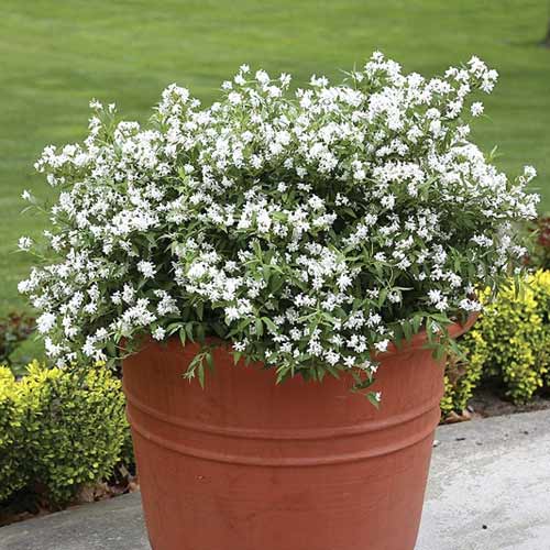 Deutzia Yuki Snowflake ®, C3 imagine 1 articol 8524