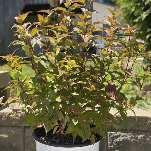 Diervilla rivularis Kodiak Red ®, C3 imagine 1 articol 8525