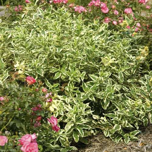 Diervilla sessilifolia Cool Splash ® PBR, C3 articol fotografie 1 Diervilla sessilifolia Cool Splash ® PBR, C3 imagine 1 articol 8526