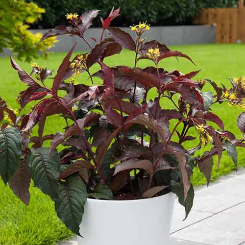 Diervilla splendens articol fotografie 1 Diervilla splendens imagine 1 articol 3942