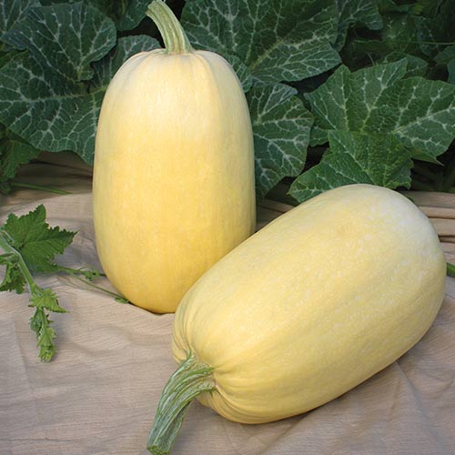 Dovlecel Long White Bush articol fotografie 1 Dovlecel Long White Bush imagine 1 articol 66656