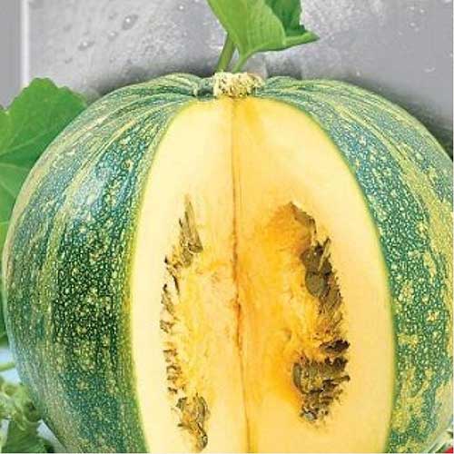 Dovlecel Miranda imagine 1 articol 66661