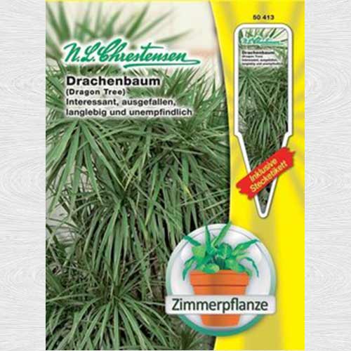 Dracena (Copacul dragon) imagine 1 articol 69297