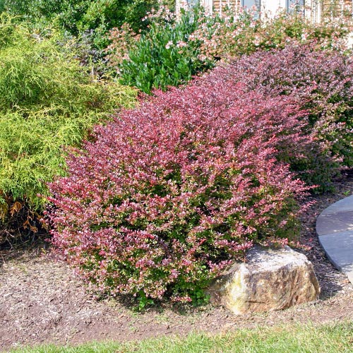 Dracila japoneză Carmen articol fotografie 1 Dracila japoneză Carmen imagine 1 articol 9557