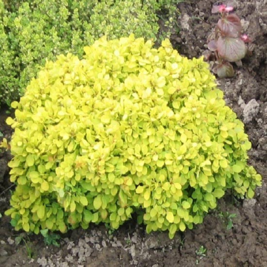 Dracila japoneză Goldalita imagine 1 articol 9556