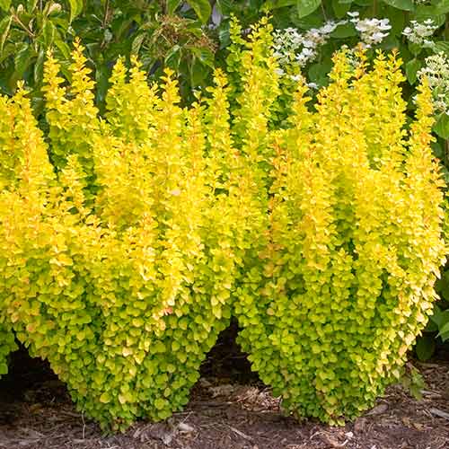 Dracila japoneză Golden Dream imagine 1 articol 4406