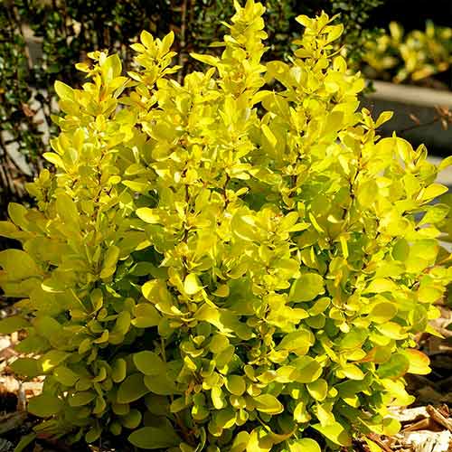 Dracila japoneză Golden Horizon imagine 1 articol 4407