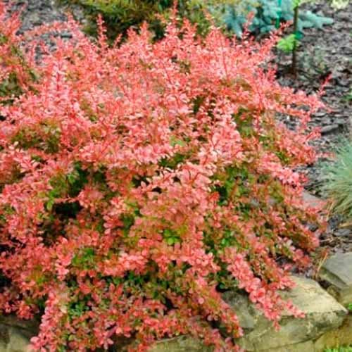 Dracila japoneză Red Carpet imagine 1 articol 4711