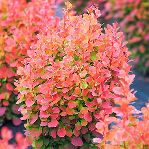 Dracila japoneză Red Chief, P9 articol fotografie 1 Dracila japoneză Red Chief, P9 imagine 1 articol 9002