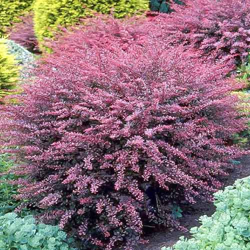 Dracila japoneză Rose Glow articol fotografie 1 Dracila japoneză Rose Glow imagine 1 articol 4411