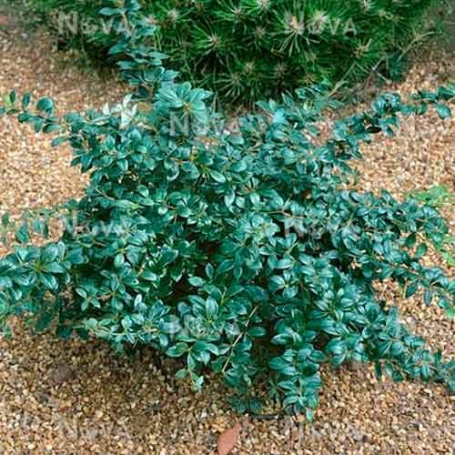 Dracila Parkjuweel imagine 1 articol 4707