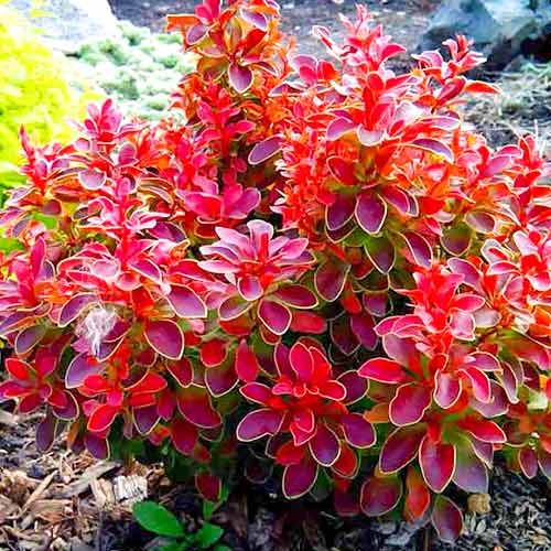 Dracila Ruby Star imagine 1 articol 3902