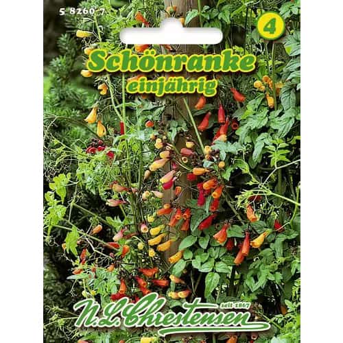 Eccremocarpus anual imagine 1 articol 96417