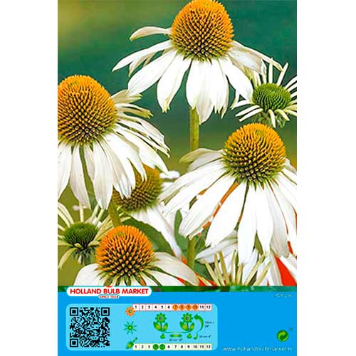 Echinacea Alba imagine 1 articol 70476
