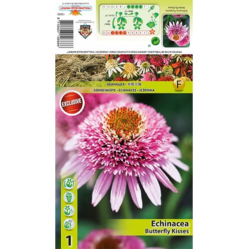 Echinacea Butterfly Kisses articol fotografie 1 Echinacea Butterfly Kisses imagine 1 articol 77833