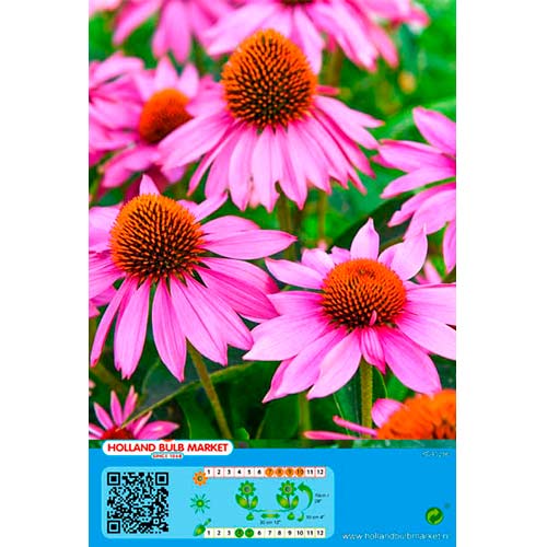Echinacea Pink imagine 1 articol 76435