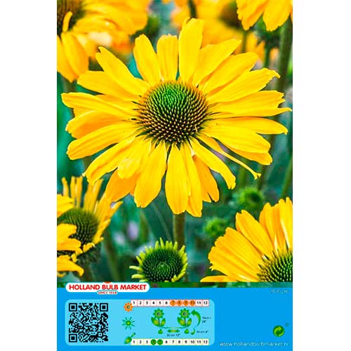 Echinacea Yellow imagine 1 articol 76437