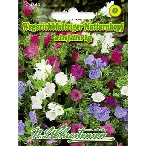 Echium plantagineum, mix multicolor imagine 1 articol 96418