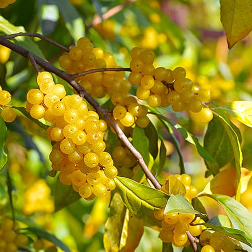 Elaeagnus umbellata Pointilla Fortunella®, С2 imagine 1 articol 7770