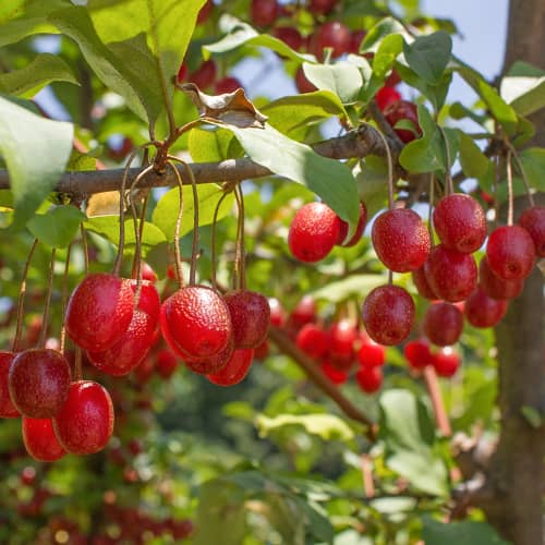 Elaeagnus umbellata Pointilla Sweet'N'Sour®, С2 imagine 1 articol 7771