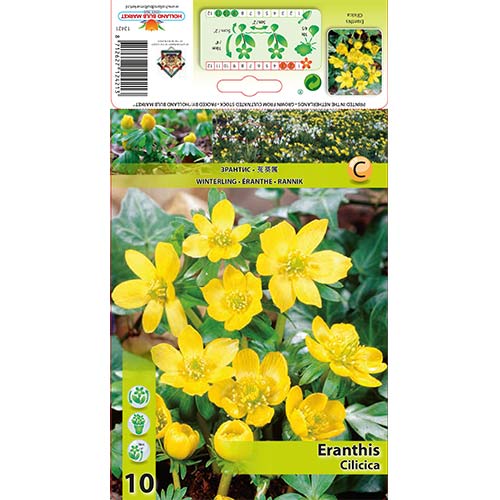 Erantis Cilicica imagine 1 articol 70313