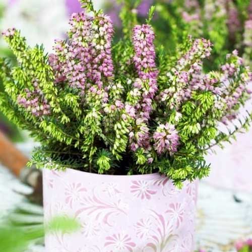 Erica Darley Dale imagine 1 articol 5596