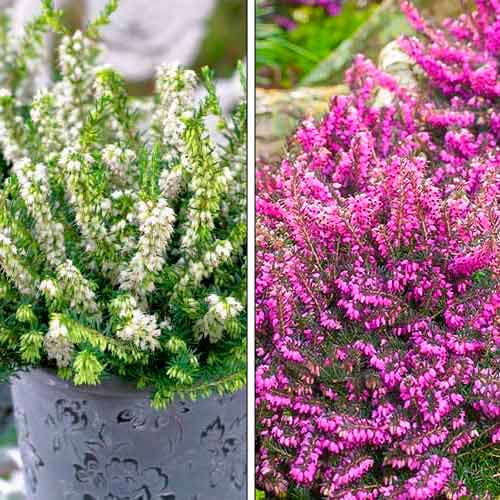 Ofertă specială! Erica, set de 2 soiuri imagine 1 articol 76707