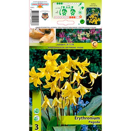 Erythronium Pagoda articol fotografie 1 Erythronium Pagoda imagine 1 articol 67350
