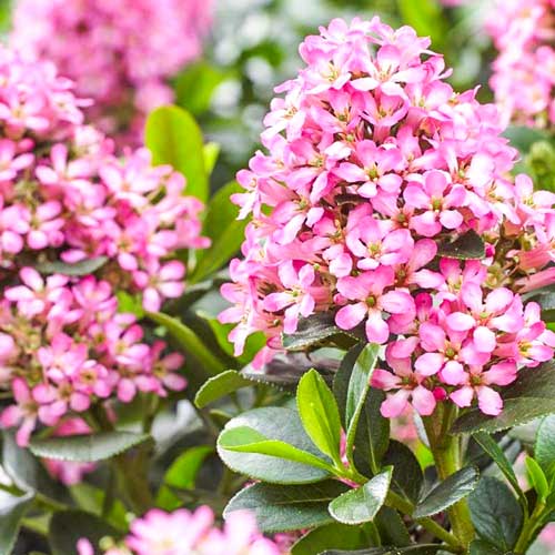 Escallonia Glowing Embers articol fotografie 1 Escallonia Glowing Embers imagine 1 articol 3943