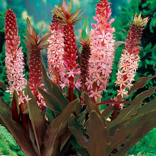 Eucomis Sparkling Burgundy imagine 1 articol 67150