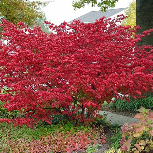 Euonymus alatus articol fotografie 1 Euonymus alatus imagine 1 articol 9121