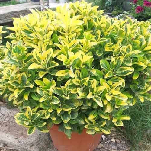 Euonymus Albovar imagine 1 articol 4436