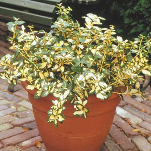 Euonymus Blondy imagine 1 articol 4043