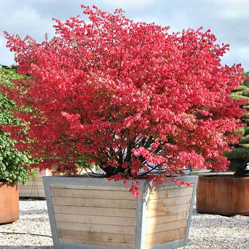 Euonymus Coloratus articol fotografie 1 Euonymus Coloratus imagine 1 articol 3945