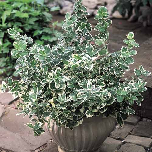 Euonymus Emerald Gaiety, C2 articol fotografie 1 Euonymus Emerald Gaiety, C2 imagine 1 articol 8529